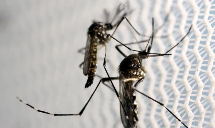 aedes-aegypti-quase-metade-dos-municipios-esta-em-alerta-ou-risco-1791478817