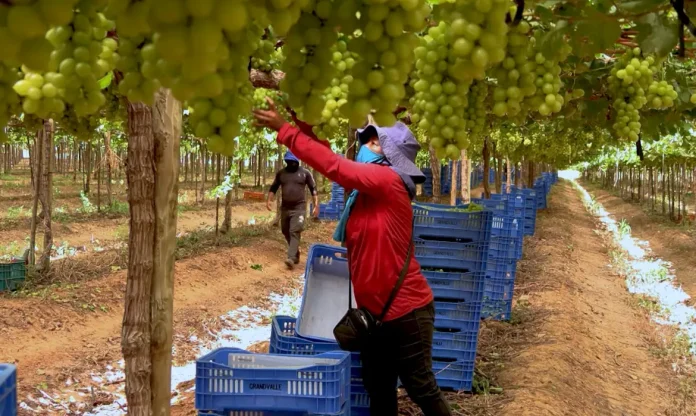 exploracao-de-trabalhadores-rurais-sustenta-fruticultura-bilionaria-1791250100