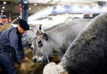 França registra 1º caso humano do vírus Shamonda que afeta animais
