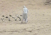 Mais de 50 pinguins mortos em Florianópolis preocupam especialistas ambientais