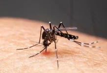 Mudanças climáticas já causam aumento de doenças infecciosas no país