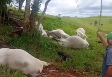 Temporal com raio em São Luiz do Paraitinga mata 16 cabeças de gado